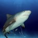 shark_bull_pdm_v_0042_mex0051.jpg